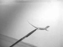 A gecko displaying the same behaviour