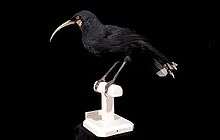 Stuffed bird in side view, mounted on a stump