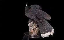 Two stuffed birds on a wooden stand