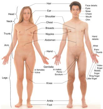 Photograph of an adult female human, with an adult male for comparison. Note that both models have partially shaved body hair.