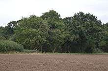 Balsham Wood