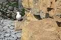 Cliffs at Tresilian Bay with Herring Gull - geograph.org.uk - 849392.jpg