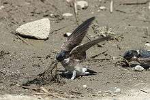 Bird with blue head, brown wings and white underparts on the ground pulling up muddy grass with its wings spread. Another such bird is to the right, with its beak, also pulling up grass.