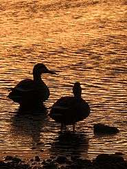 A pair of eastern spot-billed ducks in the river
