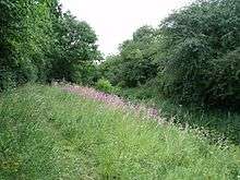 woodland path tropugh long grass top a stile on the left. Both sides of the picture are framed with trees. The land left and right fall sharply into the centre butdetails are hidden in long grass. A drift of Rosebay Willowherb brightens the slope in the centre.