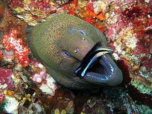 Giant Moray Eel getting cleaned.jpg