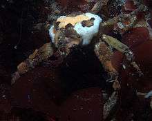 A decorator crab covered in coloured sponges