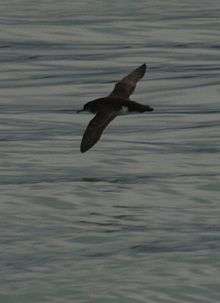Hutton’s shearwater in flight over the sea