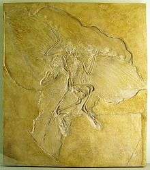 Slab of stone with fossil bones and feather impressions