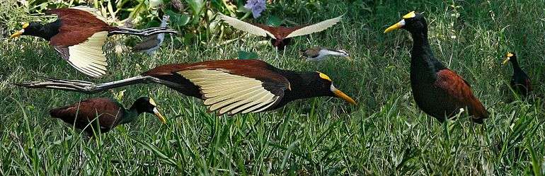  Hummingbird perched on edge of tiny nest places food into mouth of one of two chicks