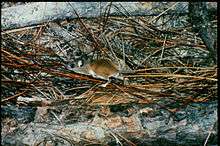 A large-eared, large-eyed rat, brownish above and white below, in green vegetation.