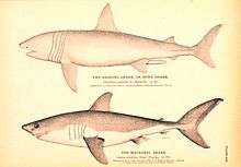 Monochromatic drawings of two sharks, one labeled "the basking shark, or bone shark – Cetorhinus maximus", and the other "the mackerel shark – Lamna cornubica"