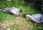 Photograph of two grey birds on the ground