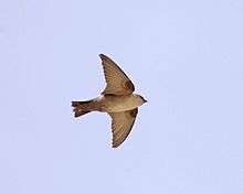 A square-tailed pale brown swallow in flight, viewed from below