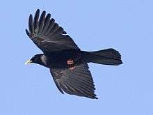 Alpine chough in flight