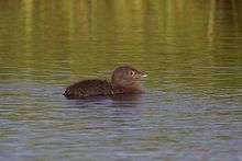 Dark grey fuzzy-looking chick floats on water.