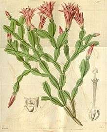 Drawing is probably of a pressed specimen as it appears flat; the base is at the bottom and the plant then branches repeatedly – about six times in the longest branch. Most branches end in either buds or regular flowers which are pinkish.