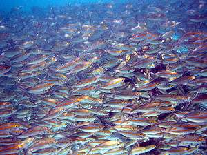 Photo of thousands of fish separated from each other by distances of 2 inches (51 mm) or less