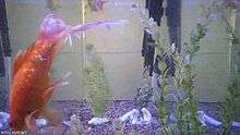 An example HLS live feed from a camera pointed at a fish tank with multiple stream encoding qualities