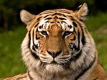 Picture of the Siberian Tiger (head only).