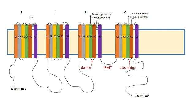 Diagram of a voltage gated sodium channel, showing the four domains dividied into 6 segments each. The important residues for inactivation are highlighted.