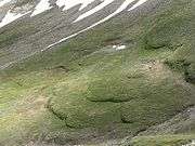 An oblique view of lobate soil landforms in a grass-vegetated slope.