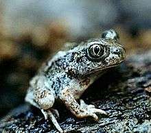 Great Basin Spadefoot