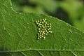 The eggs of of Tawny Coster (হরিনছড়া) (Acraea terpsicore) WLB DSC 0093.jpg