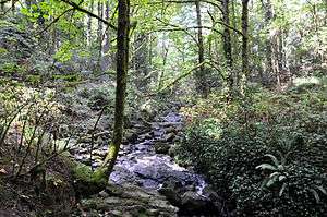 A shallow stream about 3 feet (1 m) wide cascades over a series of rocks in a sun-dappled second-growth forest.