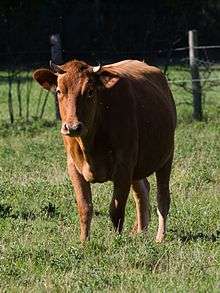 a wheat-coloured cow with very small horns