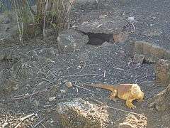 A breeding program in the Galapagos for Yellow Land Iguana living (pictured here living at the Charles Darwin Research Station, Puerto Ayora